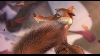 images/movie/iceage3/screens1/Untitled_038.jpg