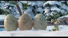 images/movie/iceage3/screens1/Untitled_047.jpg