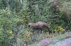 images/photos/alaska/denali/IMG_7536.jpg