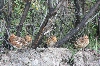 images/photos/alaska/denali/IMG_7564.jpg