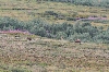 images/photos/alaska/denali/IMG_7620.jpg